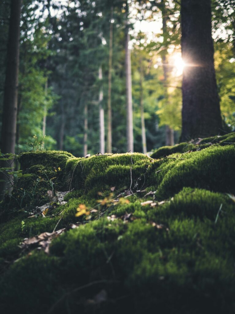 wald